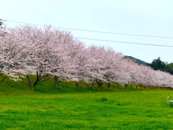 🌸お花見🌸（第二ケアハウス南紀）