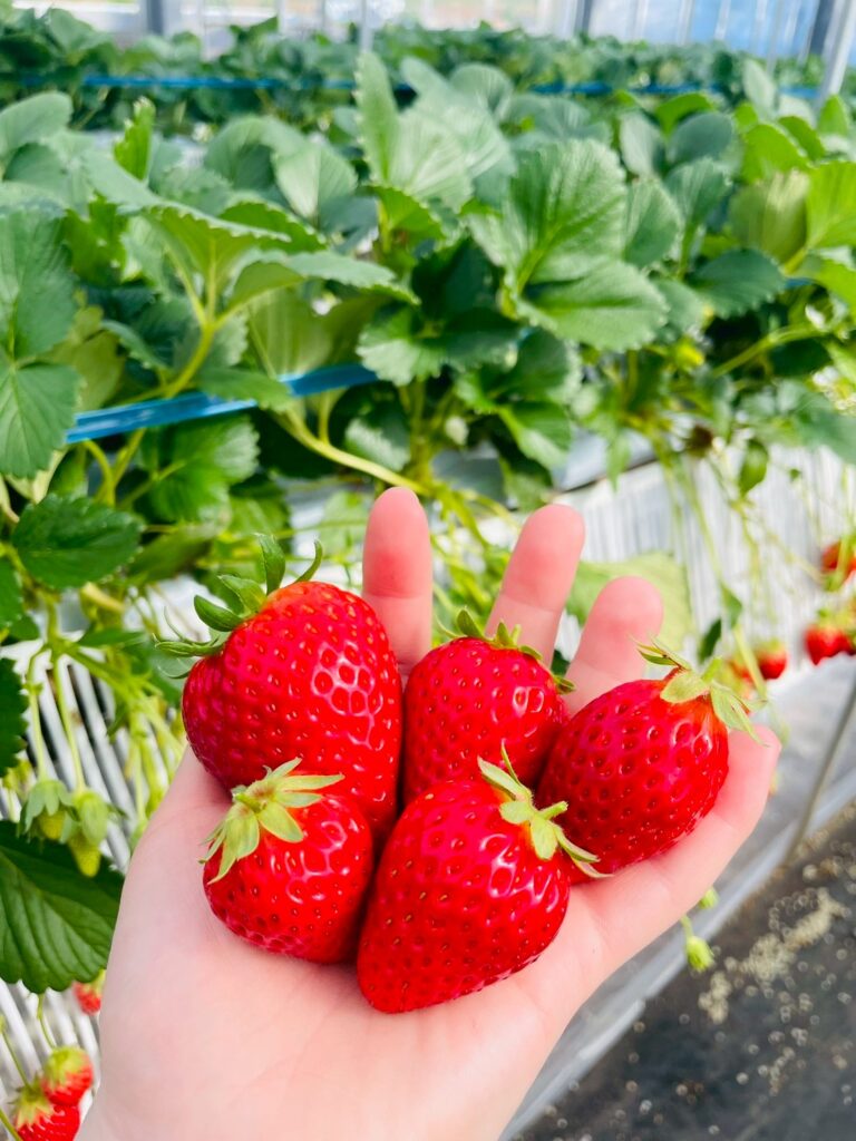 いちご狩り🍓