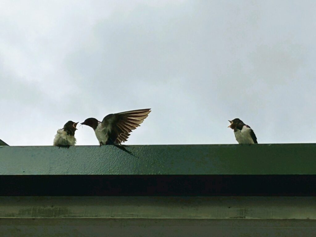 ツバメ飛来
